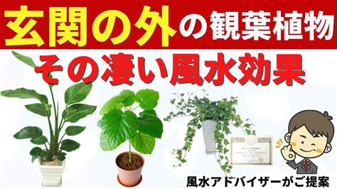 風水 東南|風水・東南に置くといいもの！おすすめのカーテンと観葉植物！。